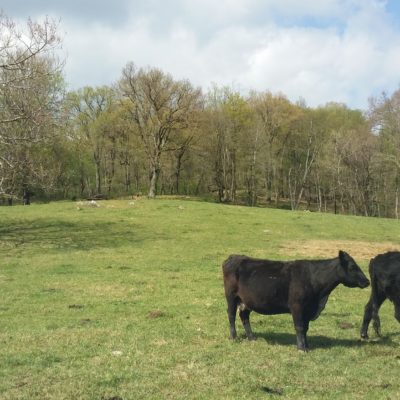 We love our mama cows. The one on the right here is a "white face," one of a handful that make them easily recognizable.