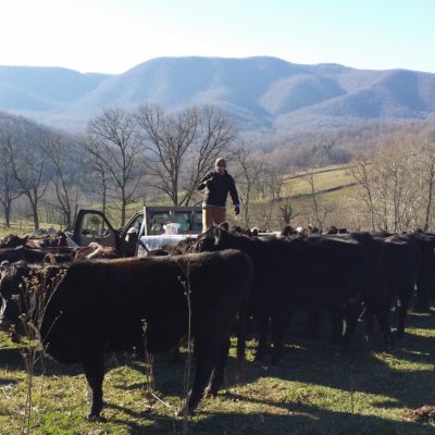 We visit each of our herds regularly to check for any problems. These cattle look happy!