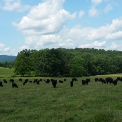 Meet the cattle. This herd is grazing happily on delicious, fresh grass. Yum!